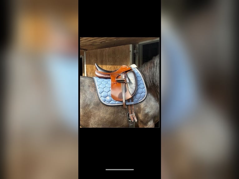 Dressursattel Leonardo Prestige 33 kw 17 Zoll braun