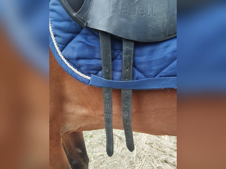 Dressursattel von Bates 