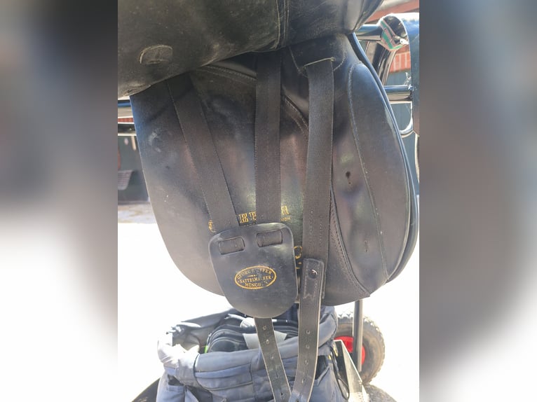 Dressursattel von Kieffer 