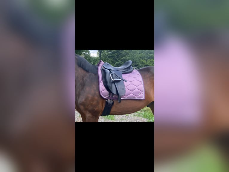 Euroriding Emilio 18“