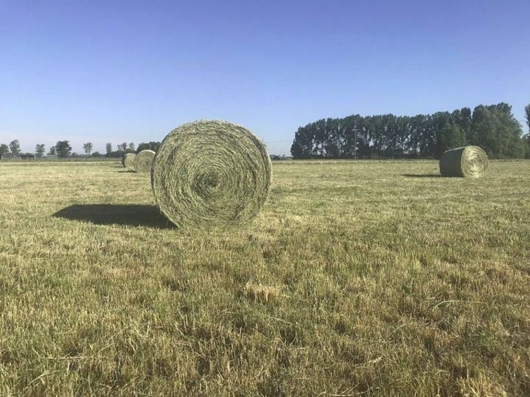 Heu, Heuballen,Pferdeheu 1.Schnitt 2.Schnitt