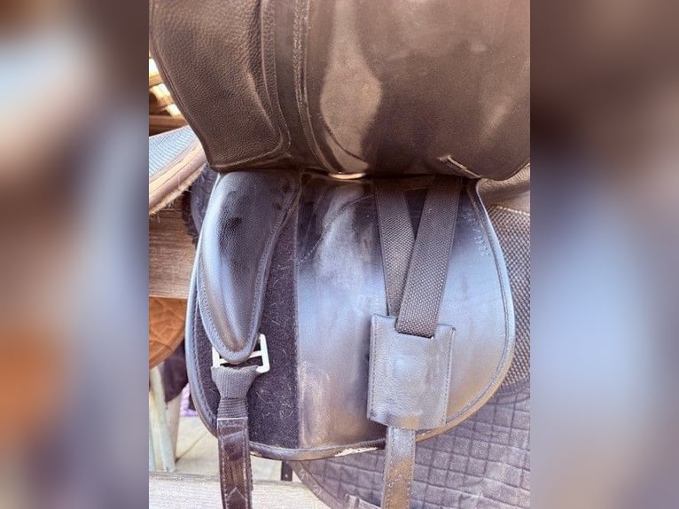 Hidalgo Venice 18' (Lederbaum)