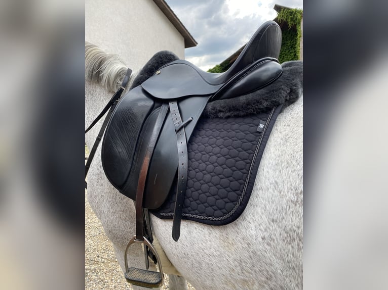 Hintermayer Dressursattel Anatomic Spring Tree 17 Zoll