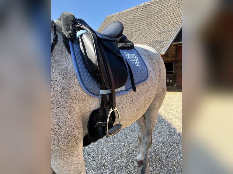 Hintermayer Dressursattel Anatomic Spring Tree 17 Zoll