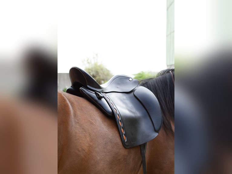 Iberosattel Sevilla 17,5” | Barocksattel Dressur – Top Zustand