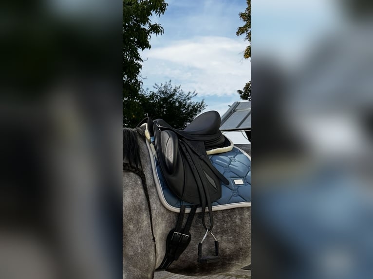 Ich verkaufe meinen hochwertigen Erreplus Connect Dressursattel