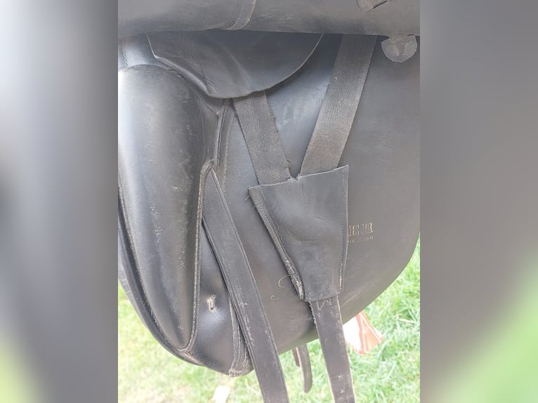 Kieffer Dressursattel zu verkaufen 