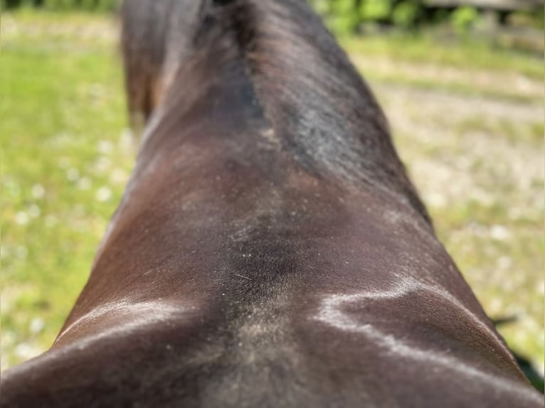 Luxus Freizeitsattel für breite Pferde — Einzelstück! — 17,5 / 18“ 43 cm KW 36, Probeversand