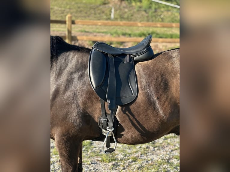 Luxus Freizeitsattel für breite Pferde — Einzelstück! — 17,5 / 18“ 43 cm KW 36, Probeversand