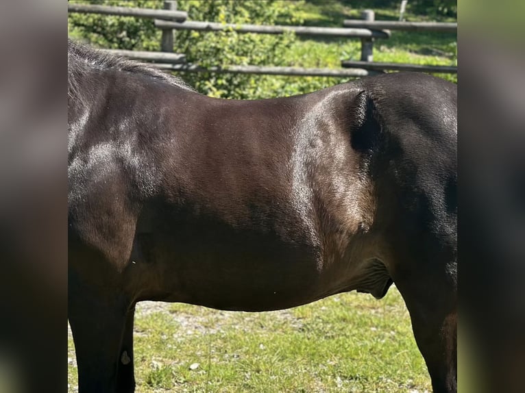 Luxus Freizeitsattel für breite Pferde — Einzelstück! — 17,5 / 18“ 43 cm KW 36, Probeversand