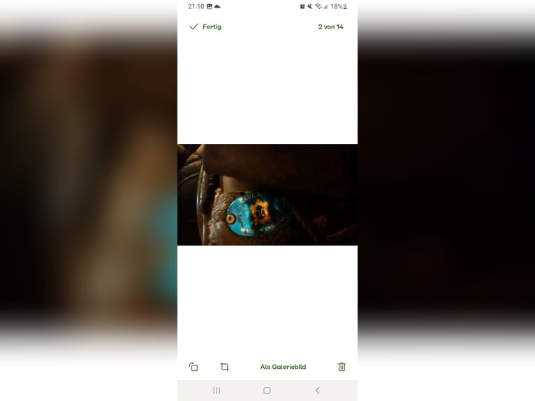 Paul Jones Dressursattel