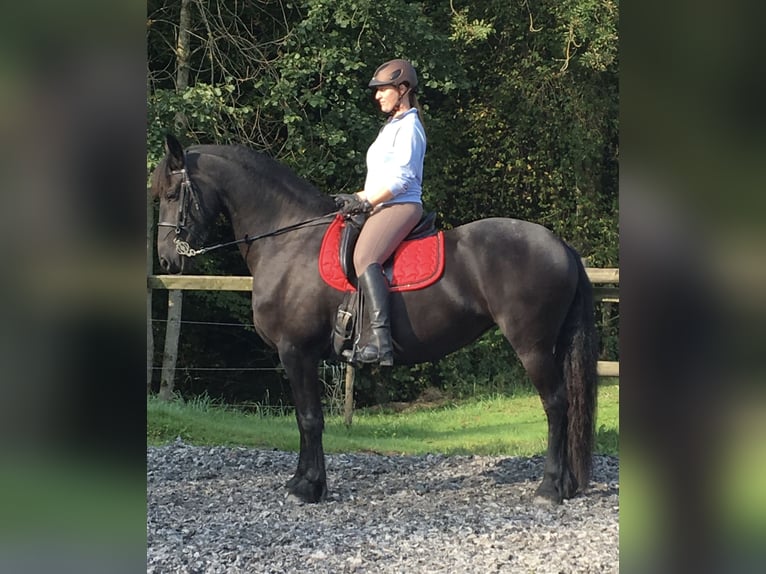 Prestige D2 K 16" Dressursattel, inkl. Zubehör