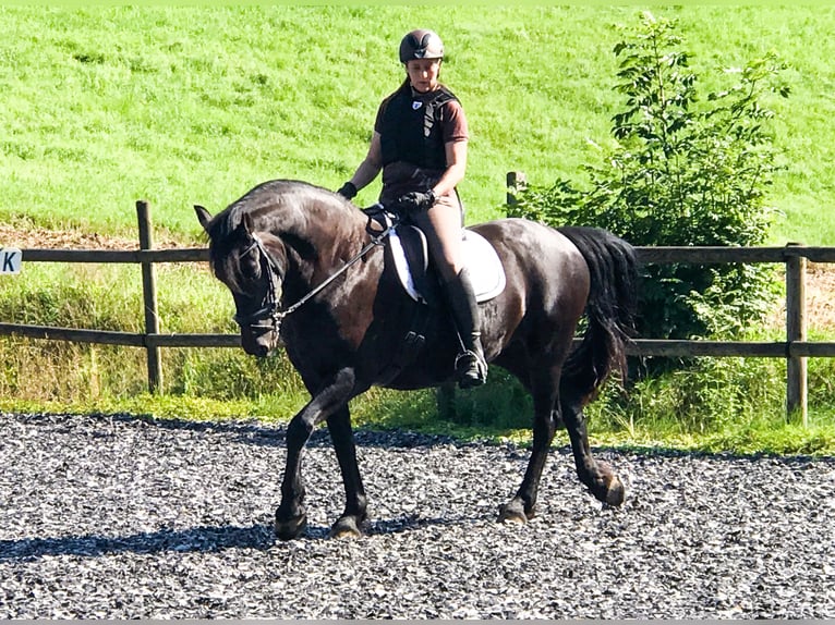 Prestige D2 K 17" Dressursattel, inkl. Zubehör