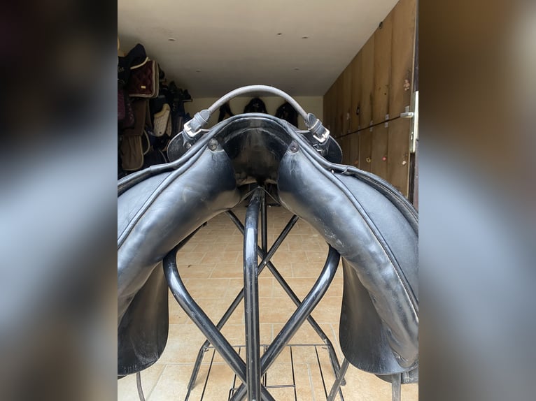 Prestige Hippos Dressage 33/18“