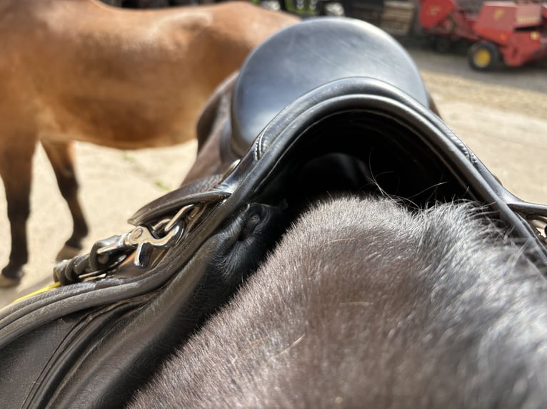 Prestige Top Dressage, 18 Zoll, schwarz