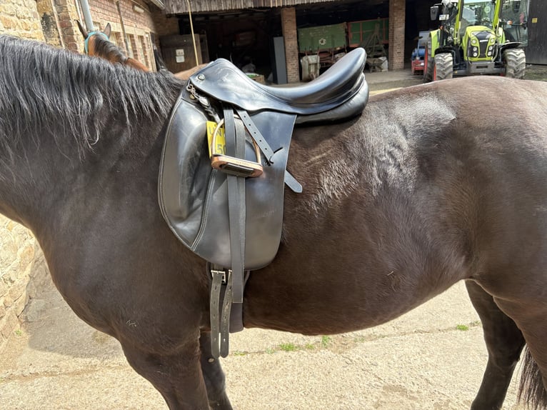 Prestige Top Dressage, 18 Zoll, schwarz
