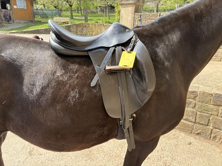 Prestige Top Dressage, 18 Zoll, schwarz