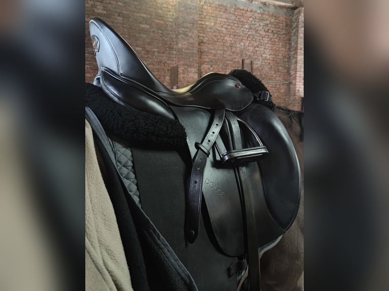 Remos Dolce (Sommer)