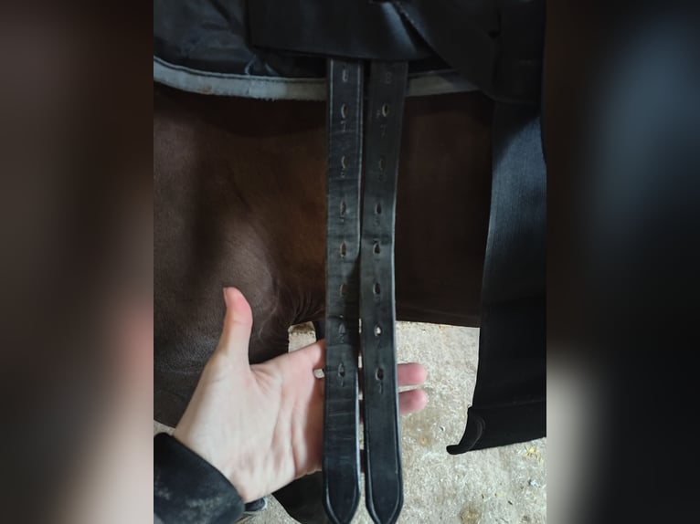 Remos Dolce (Sommer)