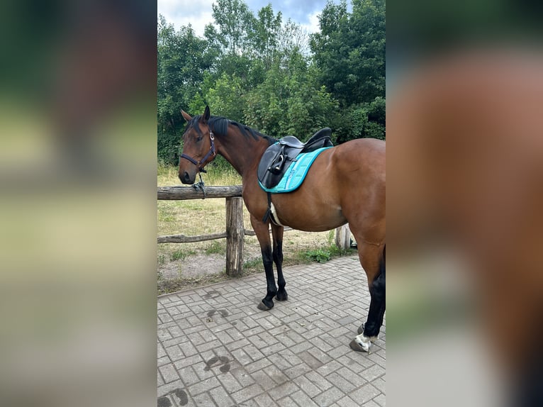 Sommer dressursattel 17,5