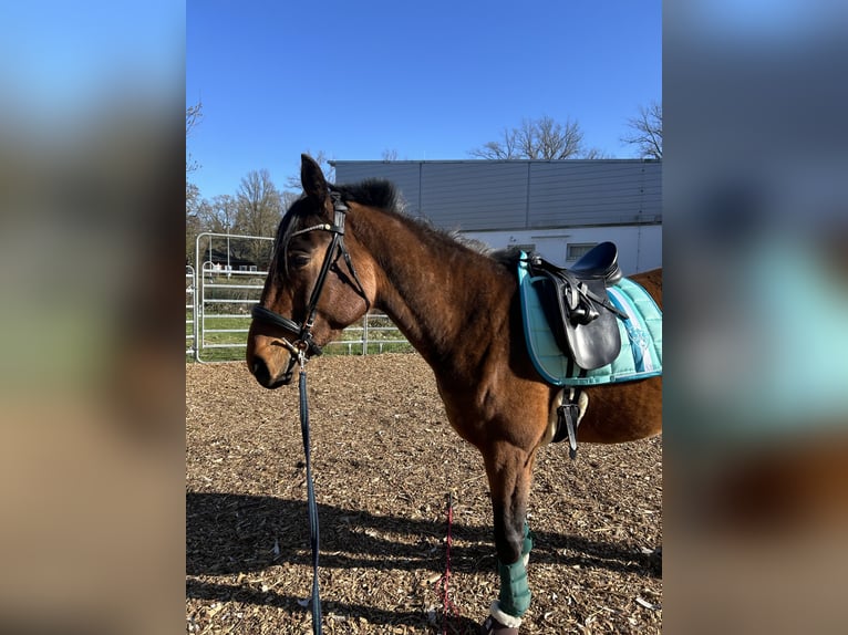 Sommer dressursattel 17,5