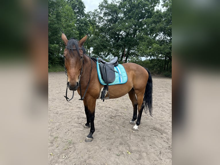 Sommer dressursattel 17,5