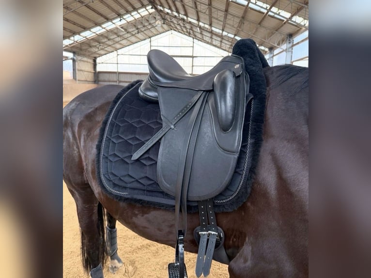 Sommer Sattel Novalis 17,5 wie neu!! 