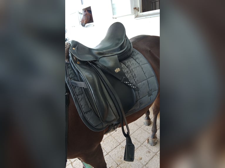 Spirig Dressursattel
