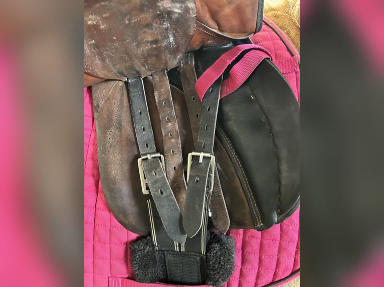 Stübben Siegfried Dressur Sattel 30Kammer 