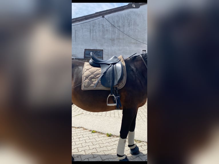 Stübben Virginia Dressursattel 