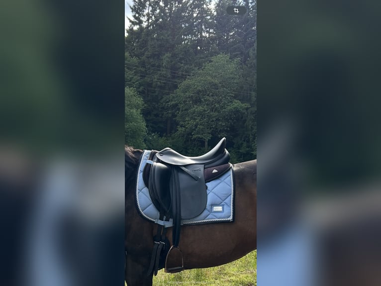 Tekna Dressursattel smooth s line