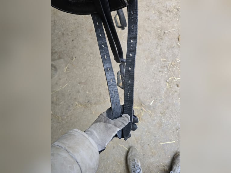 Toller PDS Dressursattel Carl Hester Aberdeen 17,5 Zoll Monoblatt 