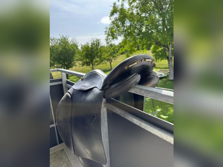 Islandpferde Sattel Ástund Super