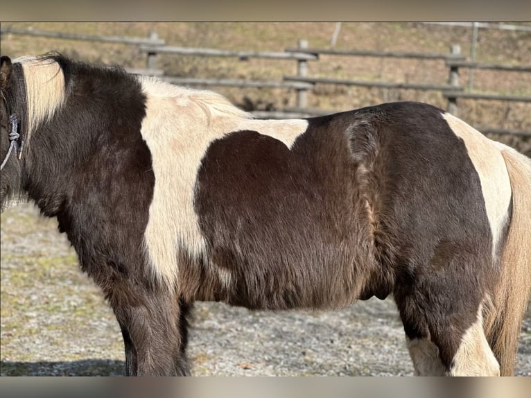 Kurzer Islandpferdesattel 40 cm,  17“ KW 34 Probeversand — Für breite Isländer — Töltsattel 