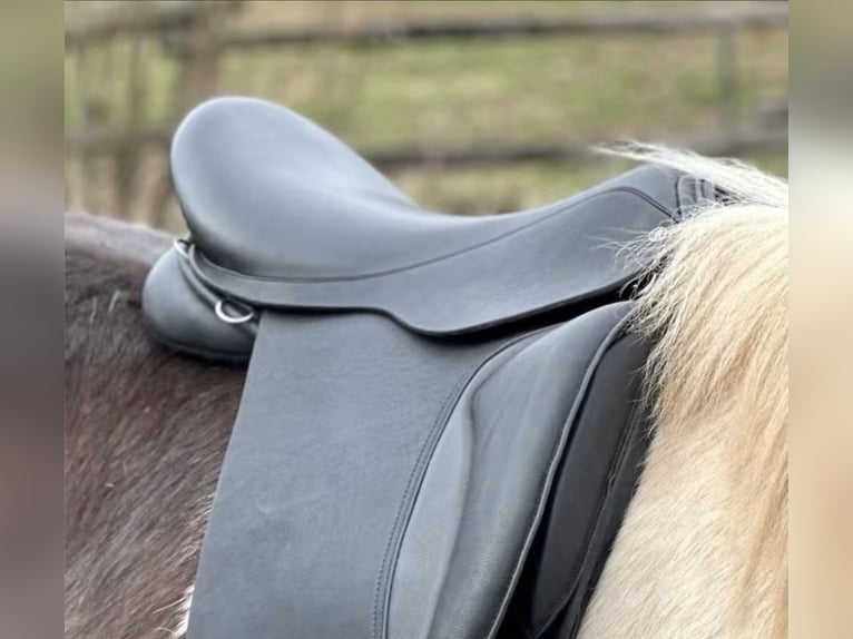 Kurzer Islandpferdesattel 40 cm,  17“ KW 34 Probeversand — Für breite Isländer — Töltsattel 