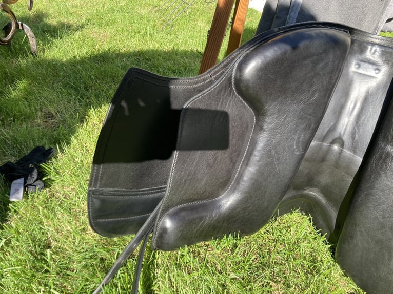 La Selle Agile Lederbaumsattel von Isländstute getragen