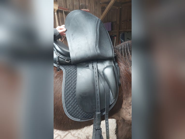 Passier ICE Revolution 17,5" Pony / Island Sattel neuwertig aus Oktober 2024