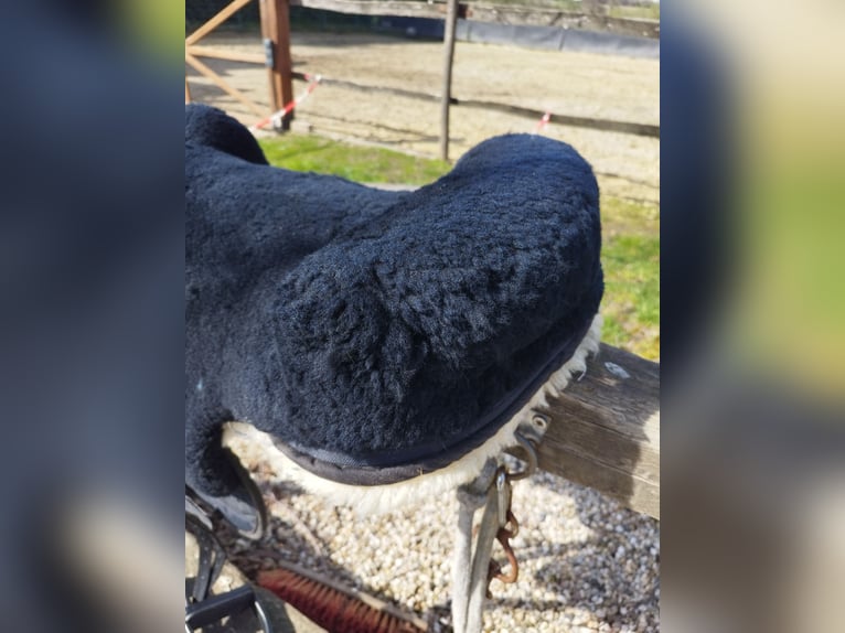 Gepflegter Merino Lammfellsattel, Größe: Full/Warmblut