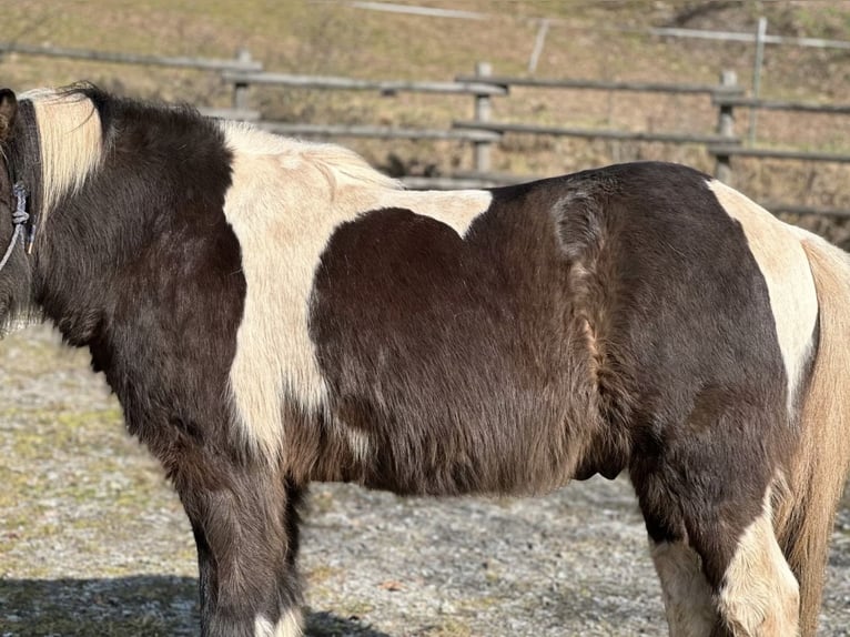 Ponysattel für Erwachsene, extra kurz 40 cm, Probeversand — Isländer Haflinger Tinker Welsh COB