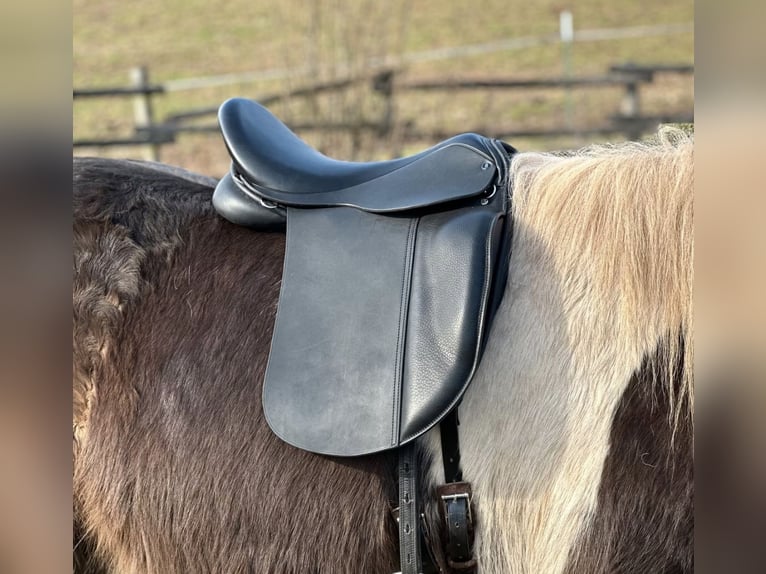 Ponysattel für Erwachsene, extra kurz 40 cm, Probeversand — Isländer Haflinger Tinker Welsh COB