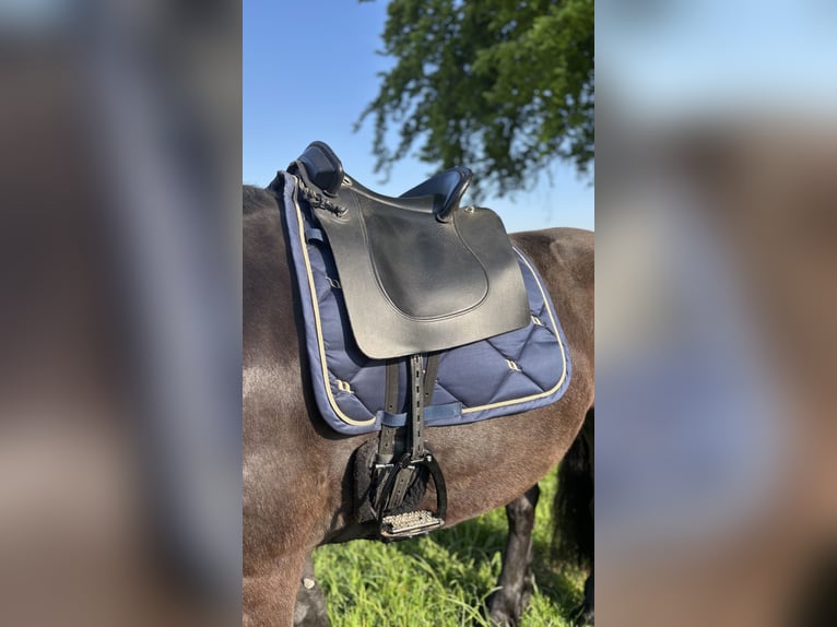 Deuber Barock Lederbaumsattel, inkl. Versand, top Zustand