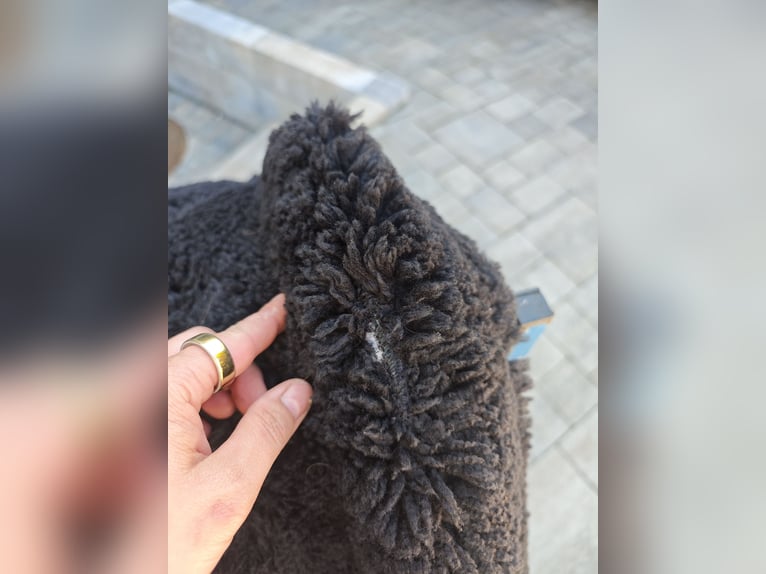 Deuber Barock SKL Sitzgröße 3 schwarz