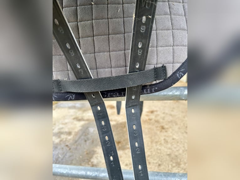 Hidalgo Sanluca Lederbaumsattel Gr. 35 (ca. 18,5“)