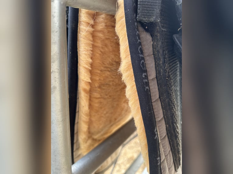 Hidalgo Sanluca Lederbaumsattel Gr. 35 (ca. 18,5“)