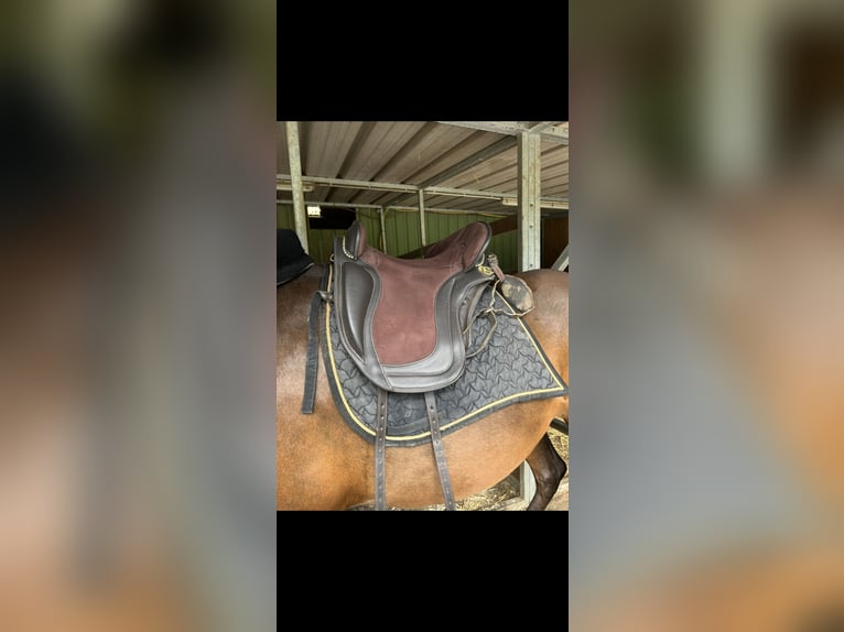 Ludomar Venus Flexibel