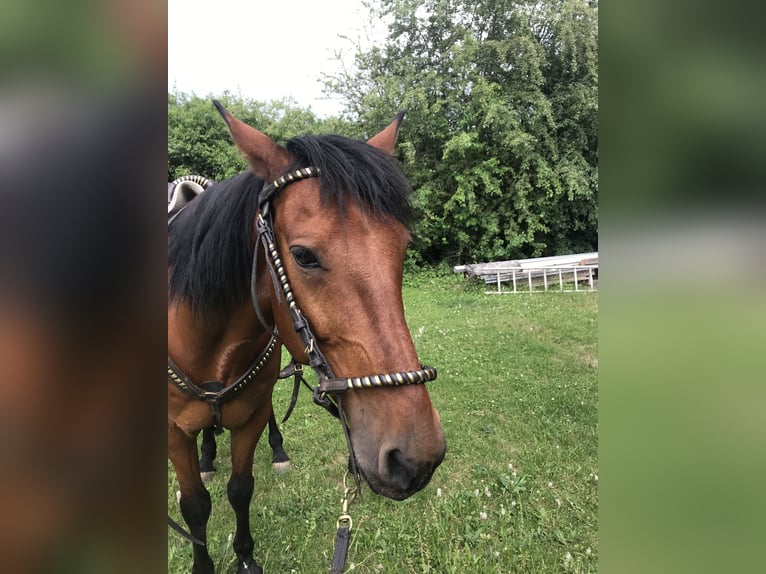 Western Sattel - Gangpferde Marchadores - Handgefertigt - Einzelstück -