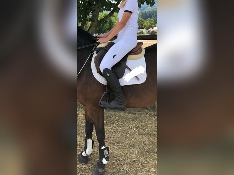 AMERIGO Springsattel