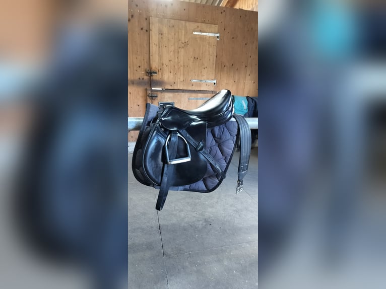 Amerigo Vega Springsattel