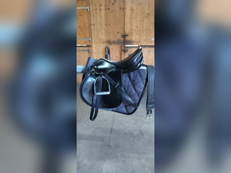 Amerigo Vega Springsattel