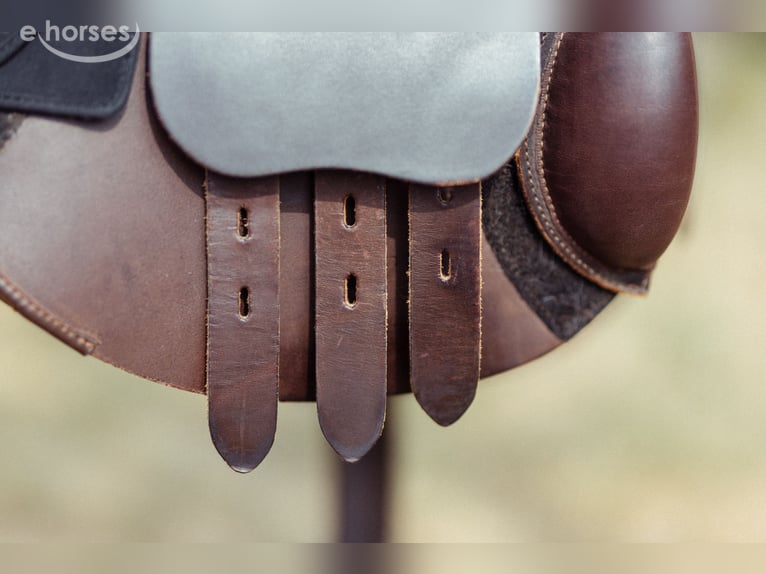 BUSSE Canterbury Solibel Springsattel - 17,5 Zoll - kaum genutzt - Preis VB!